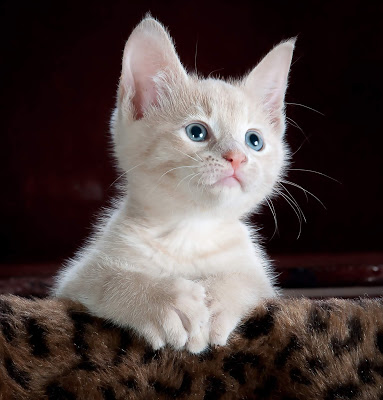 Clever Cat Names
