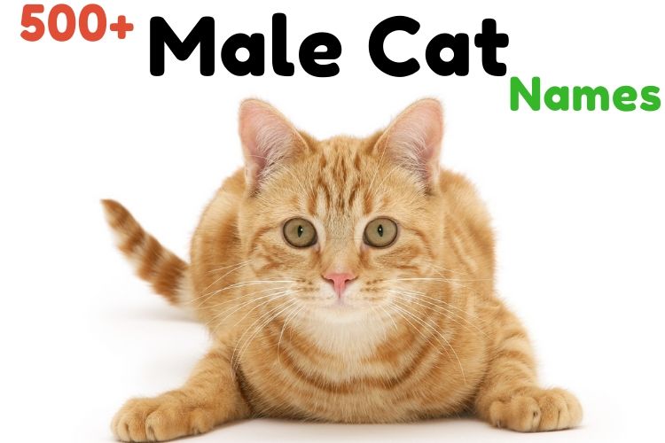 male cat names