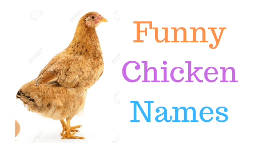 Funny Chicken Names