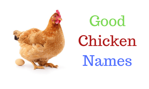 1000+} » Chicken Names » Top Best Funny + Unique Names for Chickens