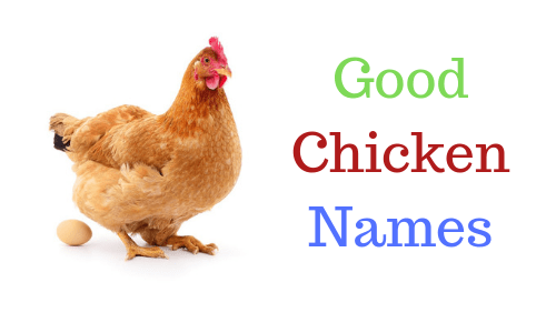 Good Chicken Names