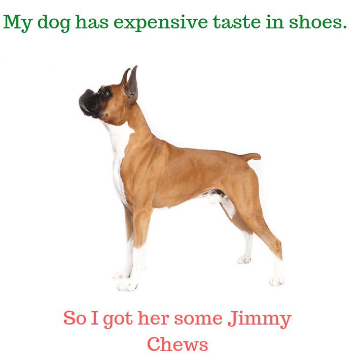 My dog has expensive taste in shoes. So I got her some Jimmy Chews