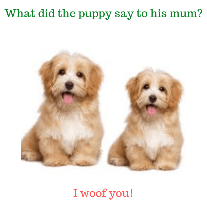 What did the puppy say to his mum I woof you