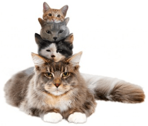 What do you call a frightened kitten A scaredy-cat!