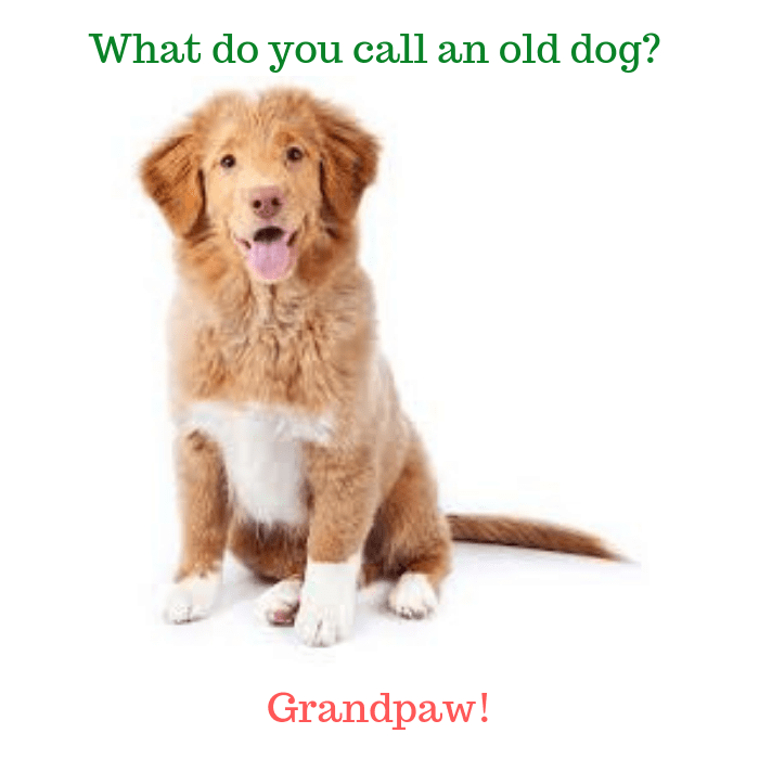 What do you call an old dog Grandpaw!