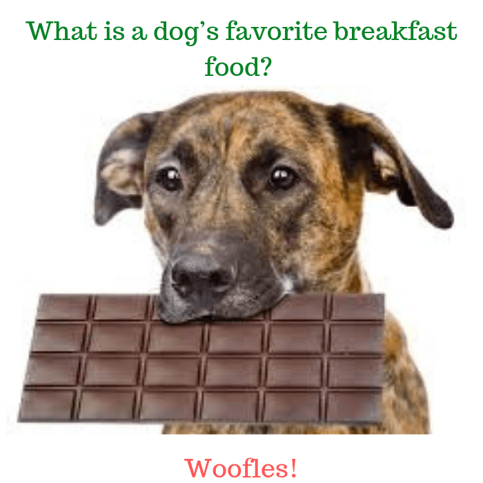 101 Dog Puns With Image And Dog Jokes Updated Feb 2021