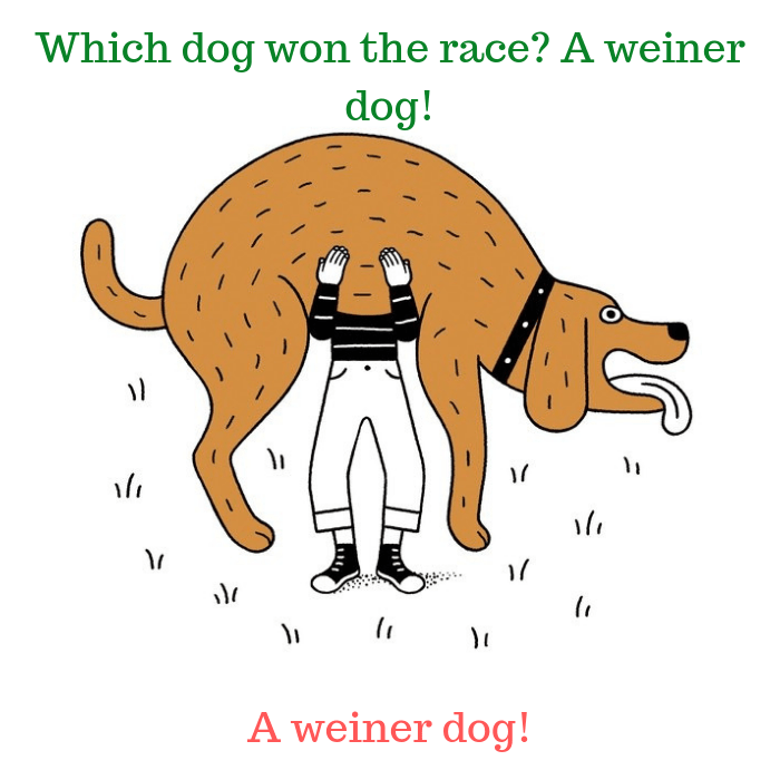 Which dog won the race A weiner dog!