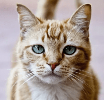hopefully you won’t think they’re cat-astrophic!