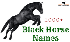 {1000+} » Black Horse Names » Amazing Names For A Black Horse