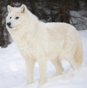 Arctic Wolf
