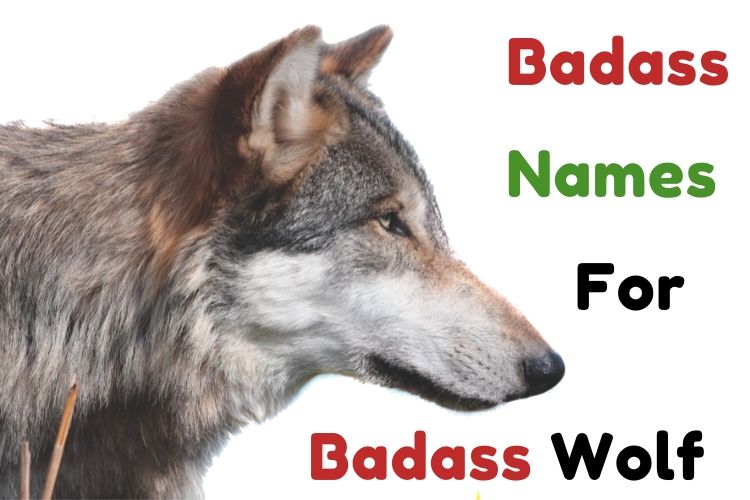 1001 Wolf Names Cool Funny Famous º º Male Female