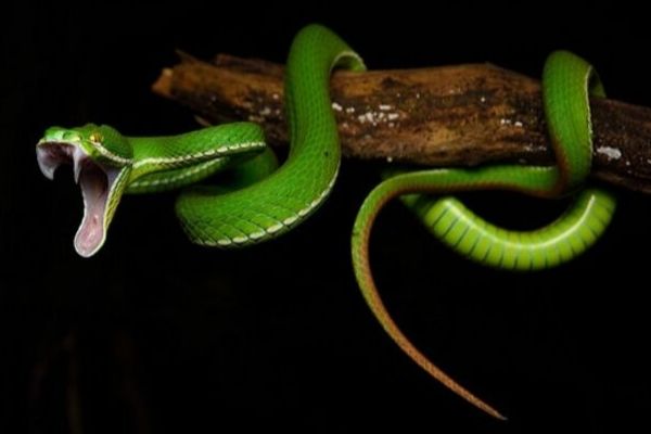 Best Snake Names