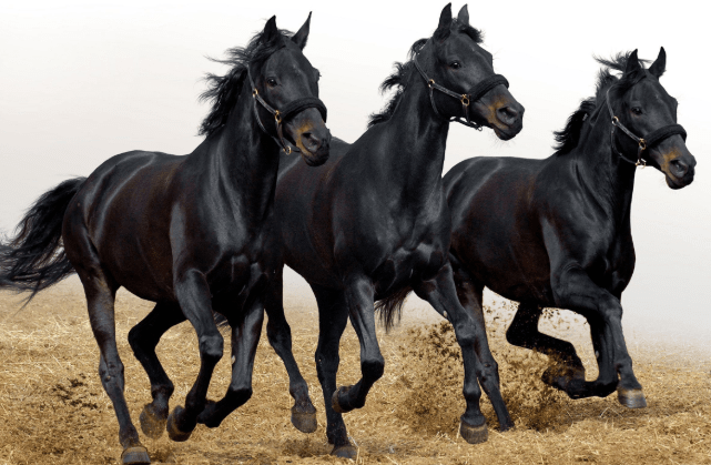 Black Horse Names