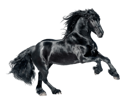 Black horse name in other languages