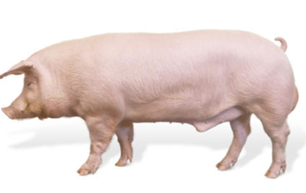 Boy-Male Pig Names