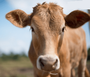 Cow Names