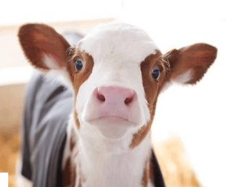 Cute Cow Names