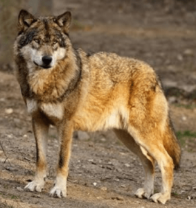 Eastern Wolf