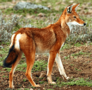 Ethiopian Wolf