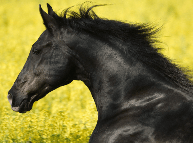 Famous Black Horse Names