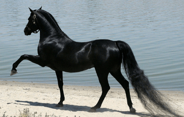 Female Black Horse Names