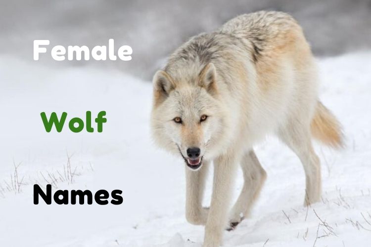 Good Male Wolf Names