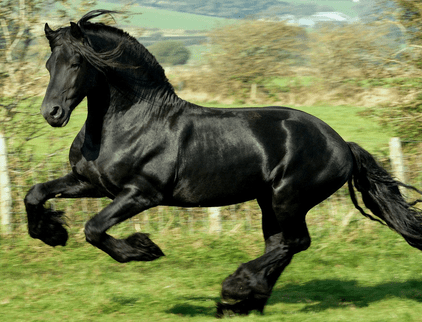 Good Black Horse Names