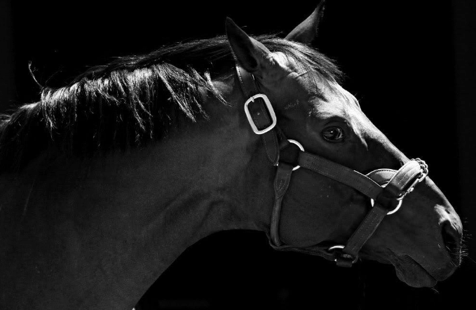 Good Black Horse Names