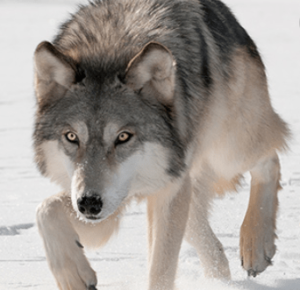 Gray Wolf