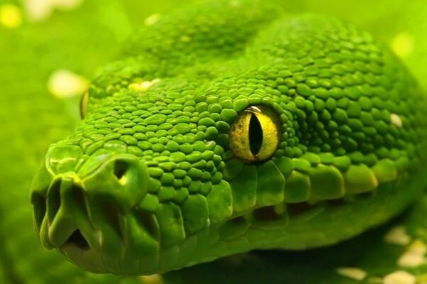 Green Snake