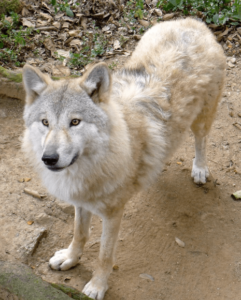 Himalayan Wolf