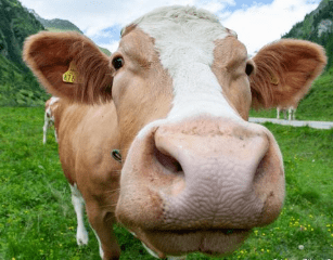 House Cow Names