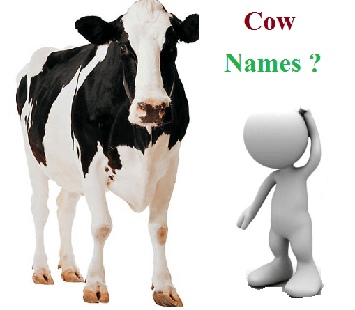 How to Choose Perfect Name for your Cow