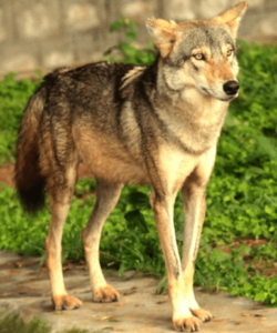 Indian Wolf
