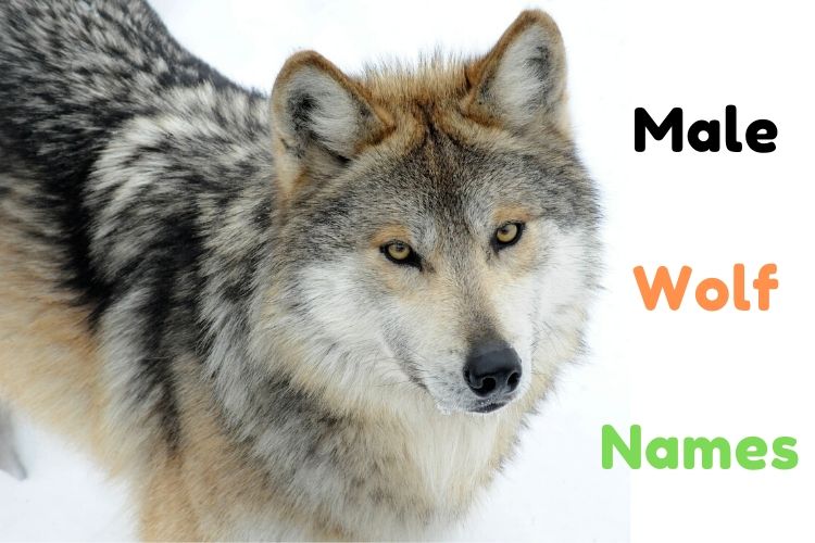 {1001+} Wolf Names | Cool » Funny, Famous » ( º º ) » [Male+Female]