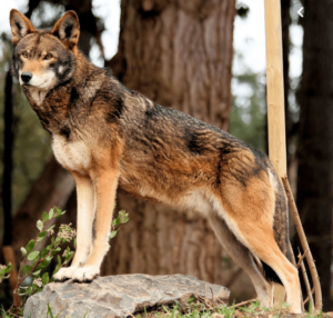 Red Wolf