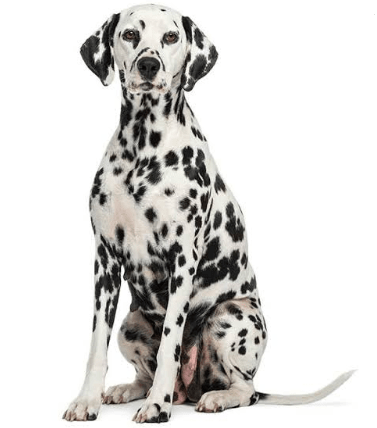 The 101 Dalmatians Dog Names