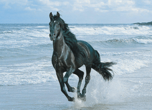 Top Best Black Horses Name