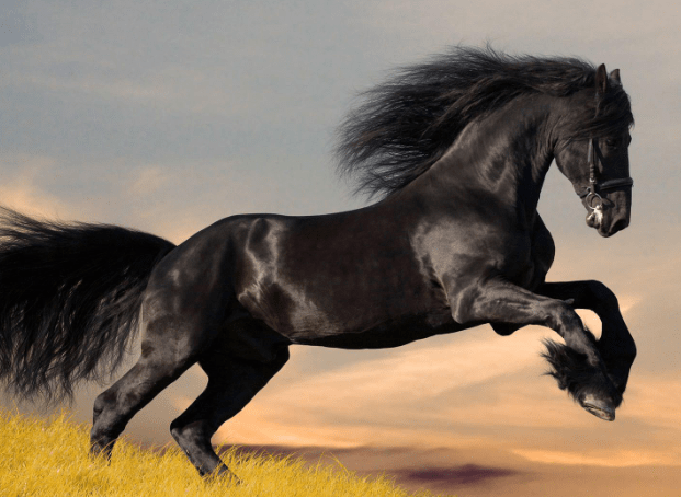 Unique Black Horses Names
