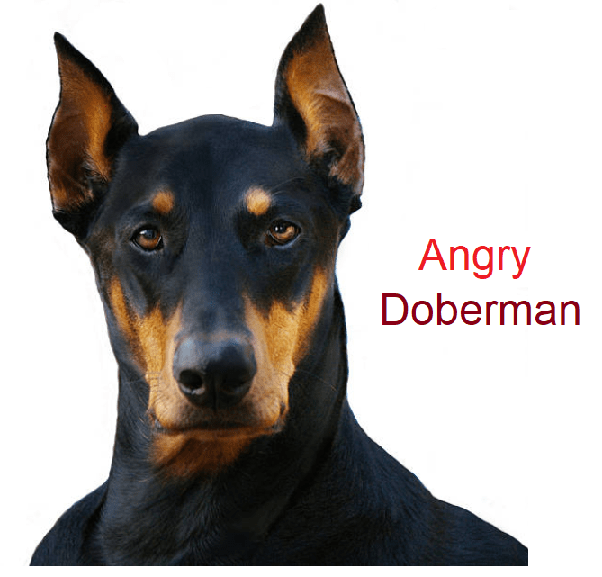 Angry Doberman