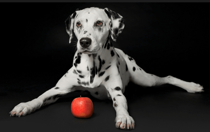 beautiful Dalmatian dog