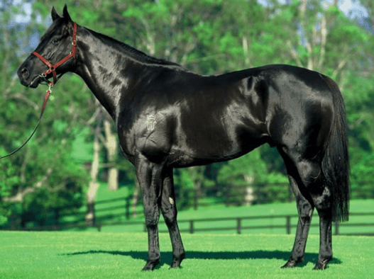 black horse