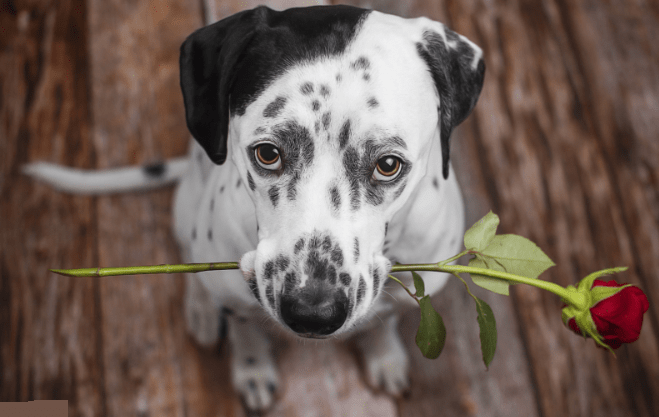 cute Dalmatian dog