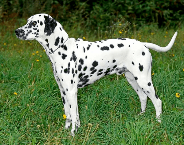 dalmatians names