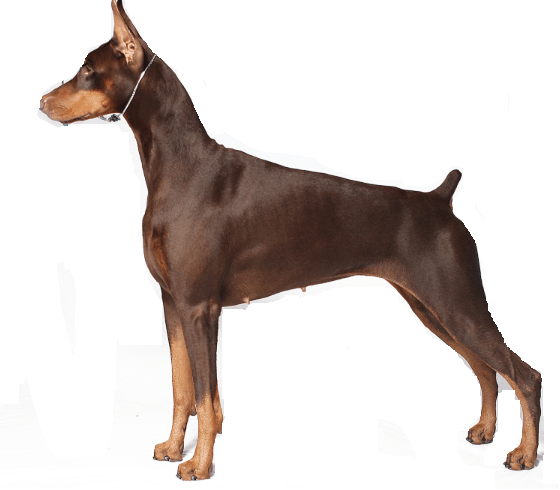 doberman pinscher dog