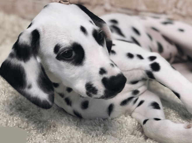 my favorite Dalmatian dog