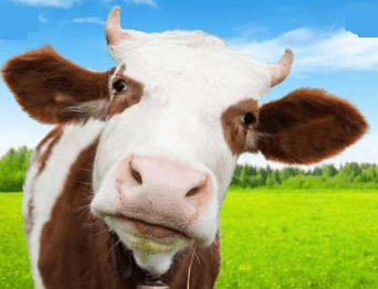names of pet cow