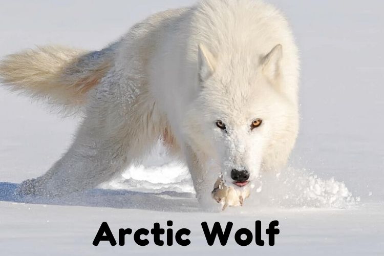 Arctic Wolf