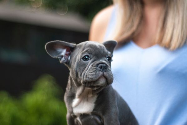 Cute Bulldog Names