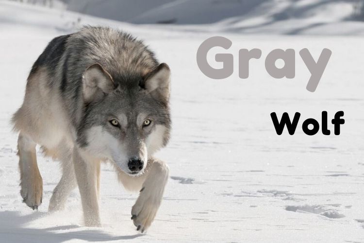 Gray Wolf